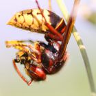 Hornisse frißt Wespe