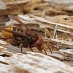 Hornisse: Holz kauen für das Nest 01