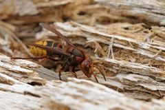 Hornisse: Holz kauen für das Nest 01