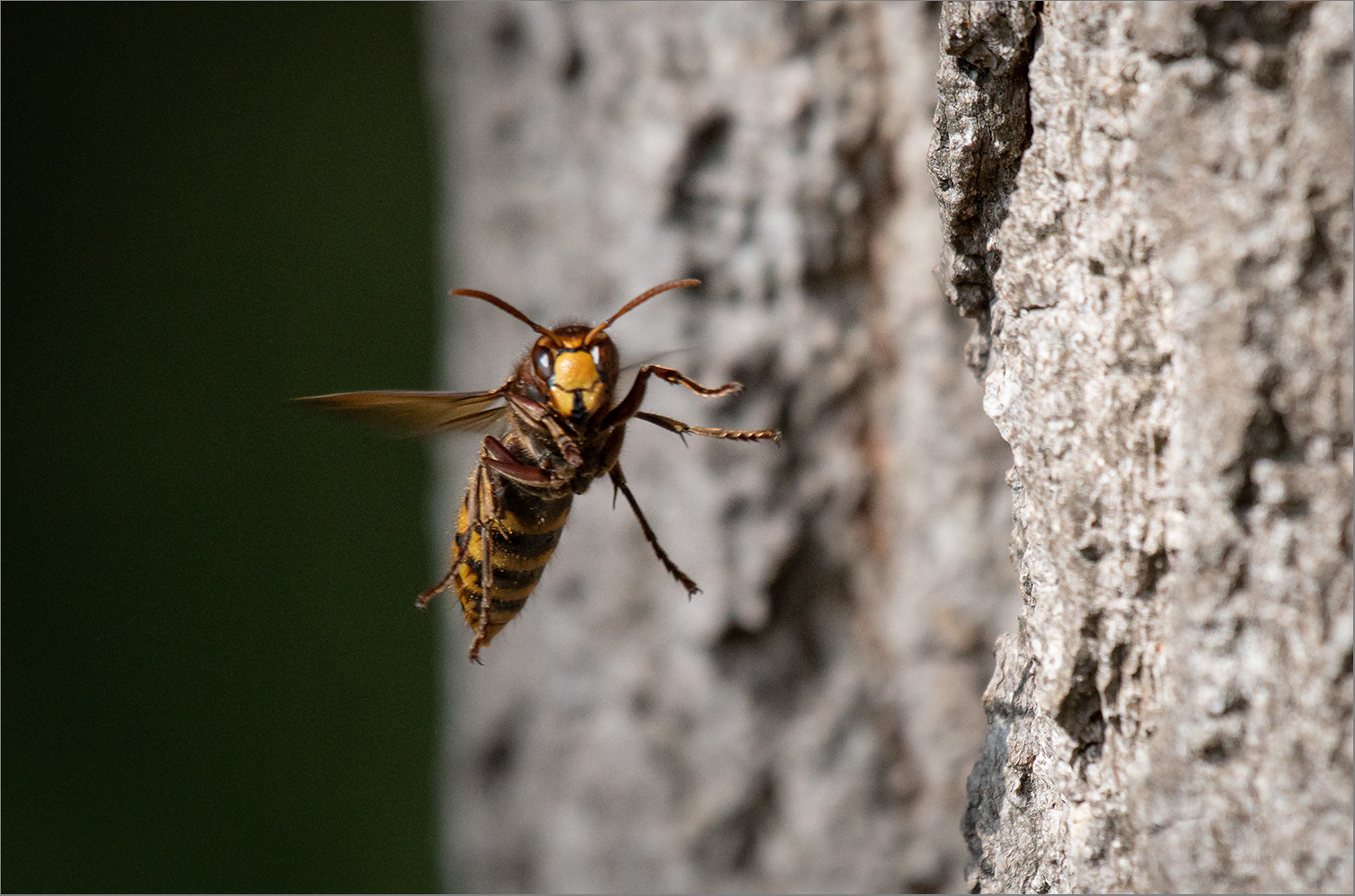 Hornisse im Anflug   . . .