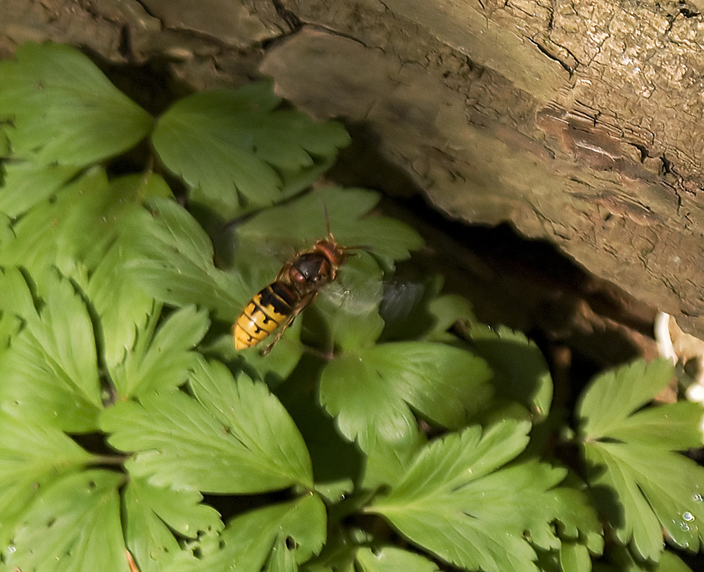 Hornisse im Anflug