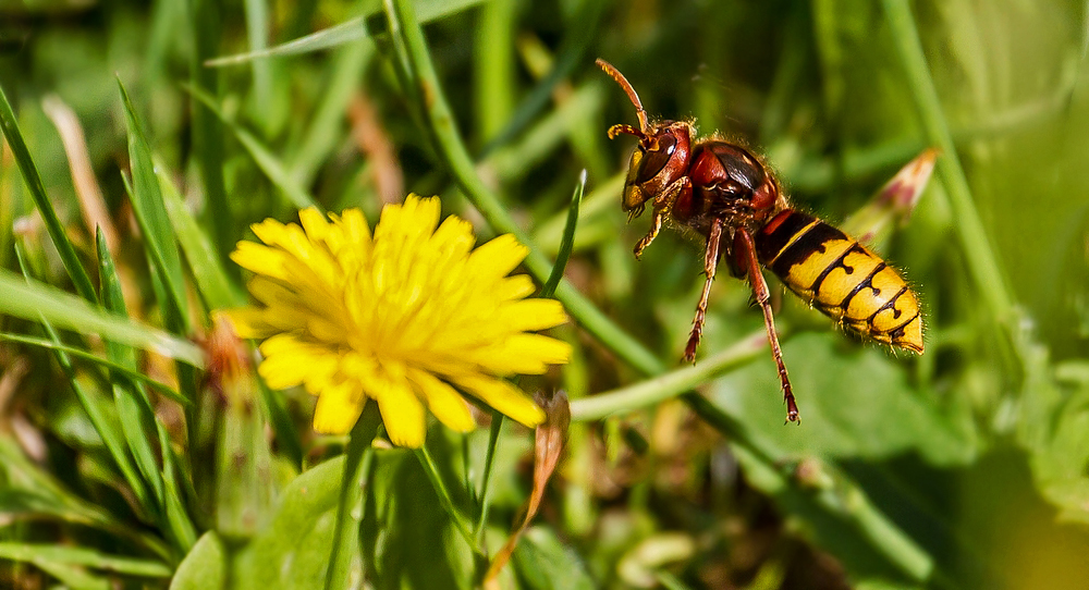 Hornisse im Anflug