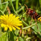 Hornisse im Anflug