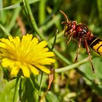 Hornisse im Anflug