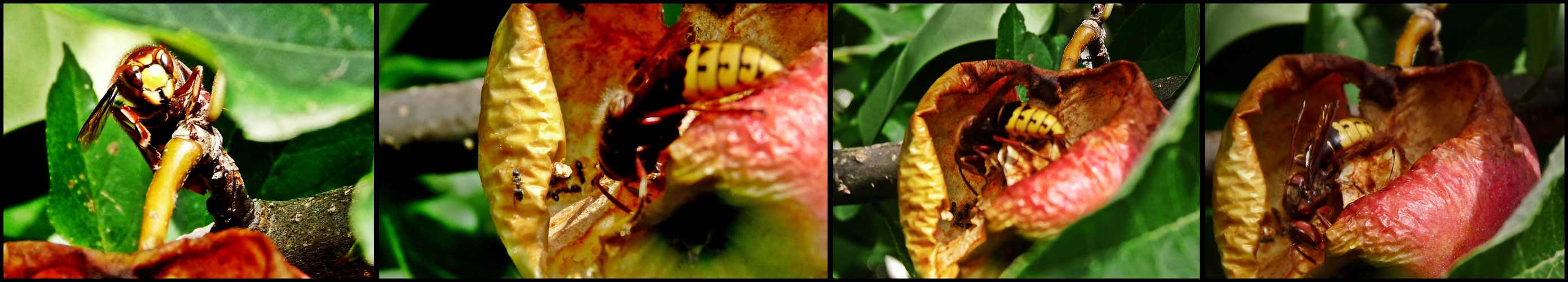 Hornisse im Apfel