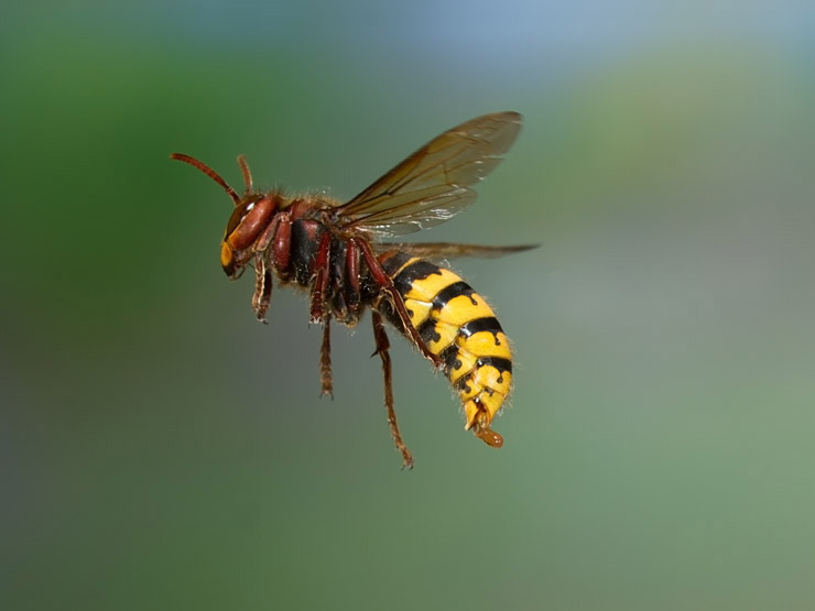 Hornisse im Flug 2