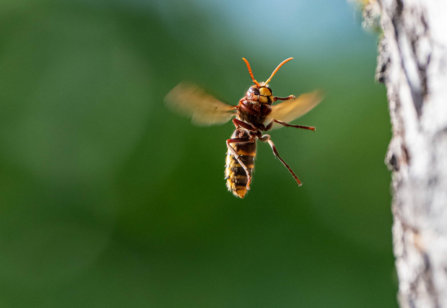 Hornisse im Flug ...