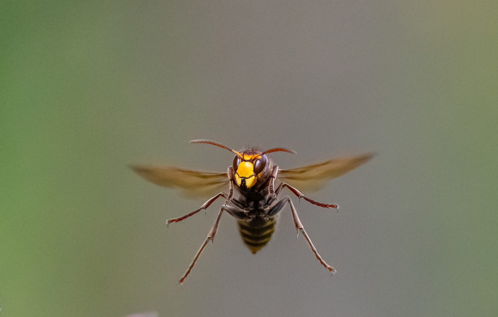 Hornisse im Flug