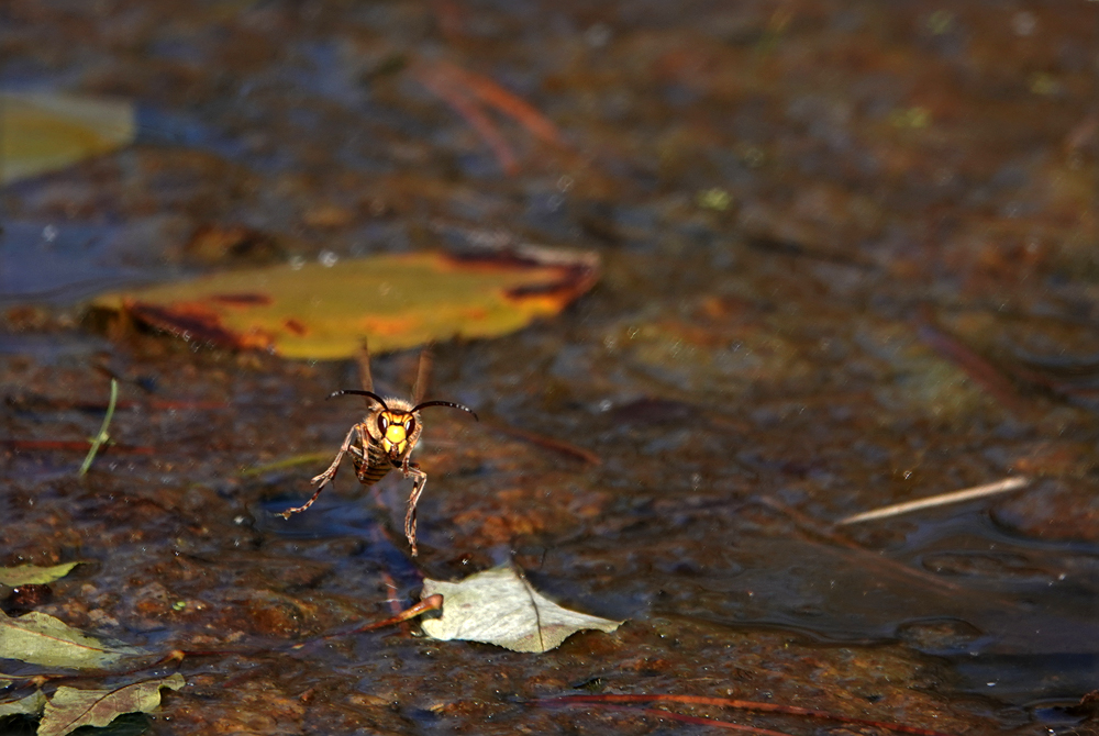 Hornisse im Flug