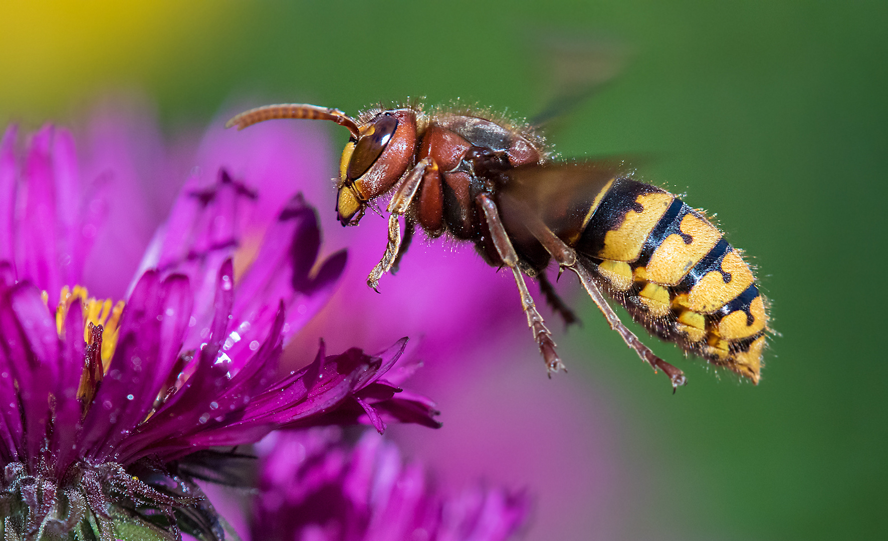 Hornisse im Flug