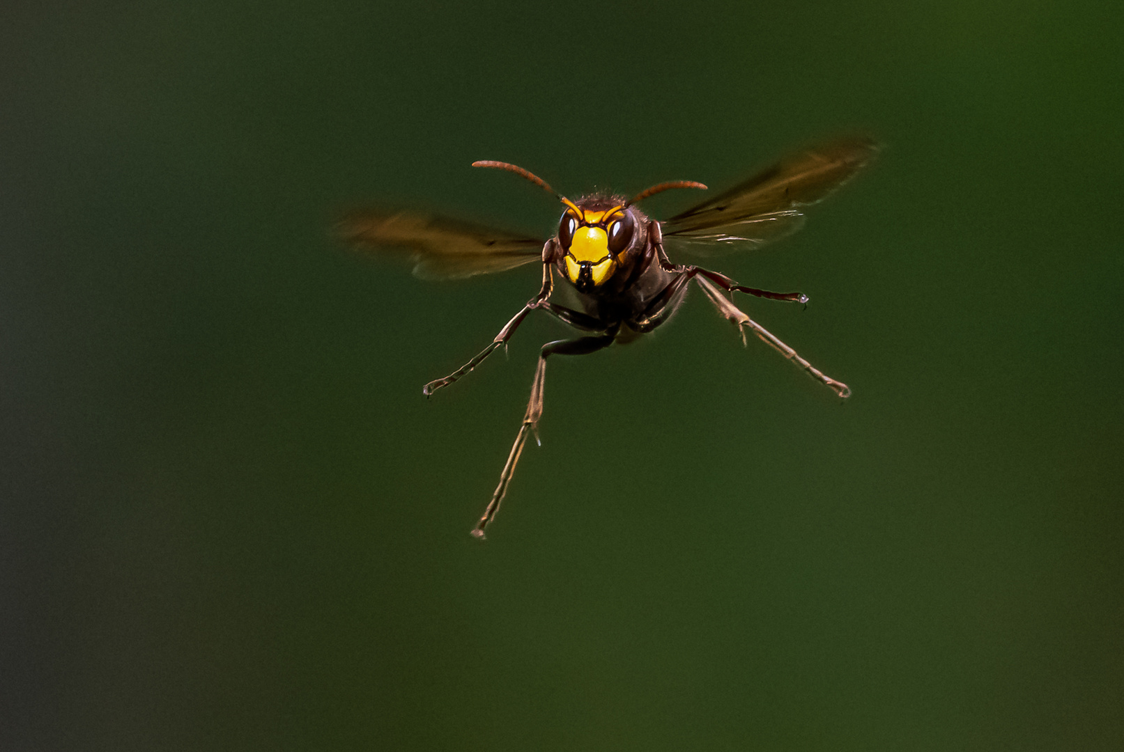 Hornisse im Flug