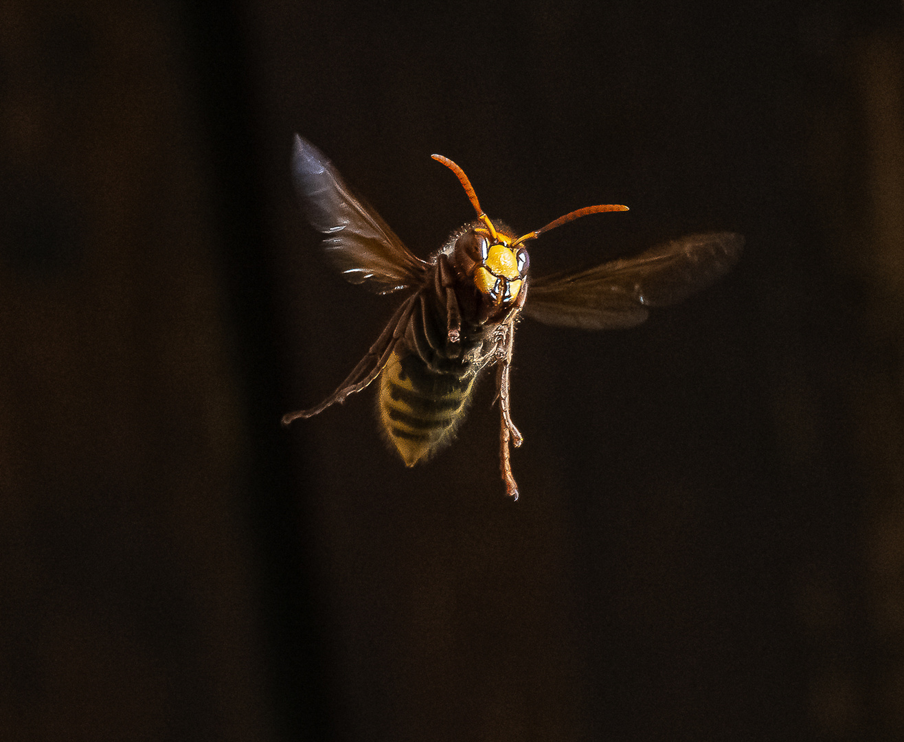 Hornisse im Flug