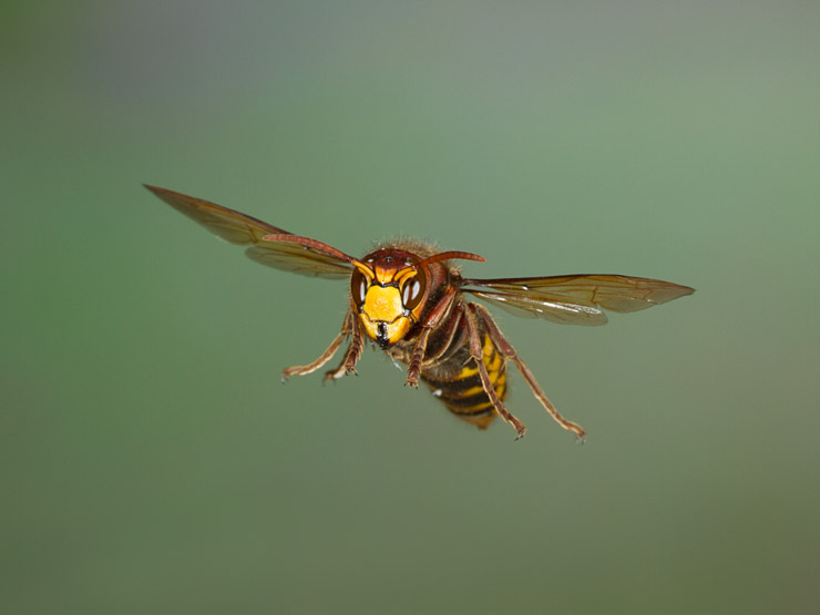 Hornisse im Flug