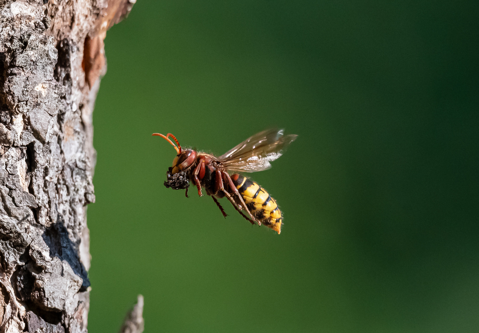 Hornisse im Flug ...