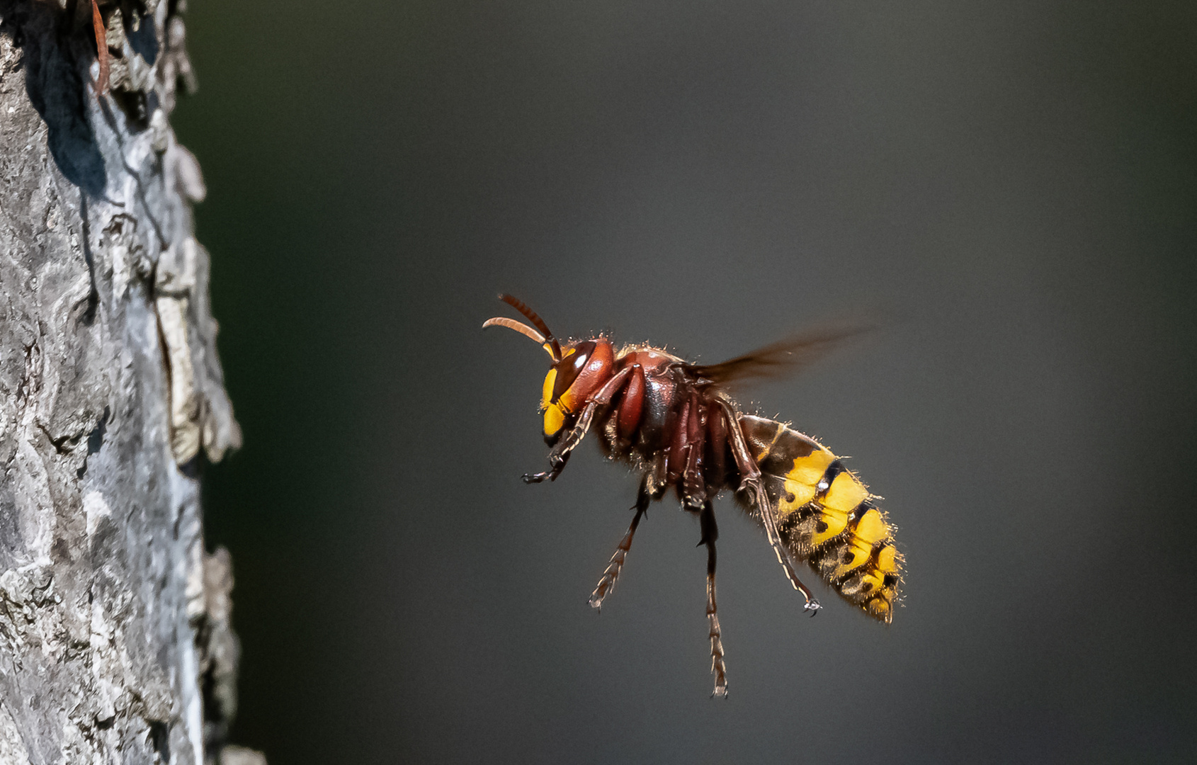 Hornisse im Flug