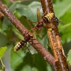 Hornisse im flug I