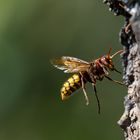 Hornisse im Flug kurz vor der Landung ...