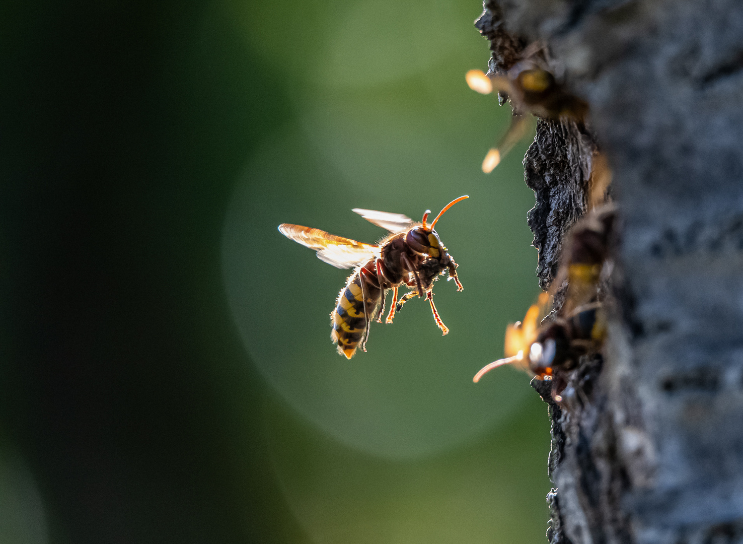 Hornisse im Flug mit Beute ...