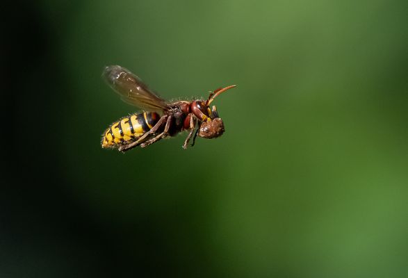 Hornisse im Flug mit Beute ...