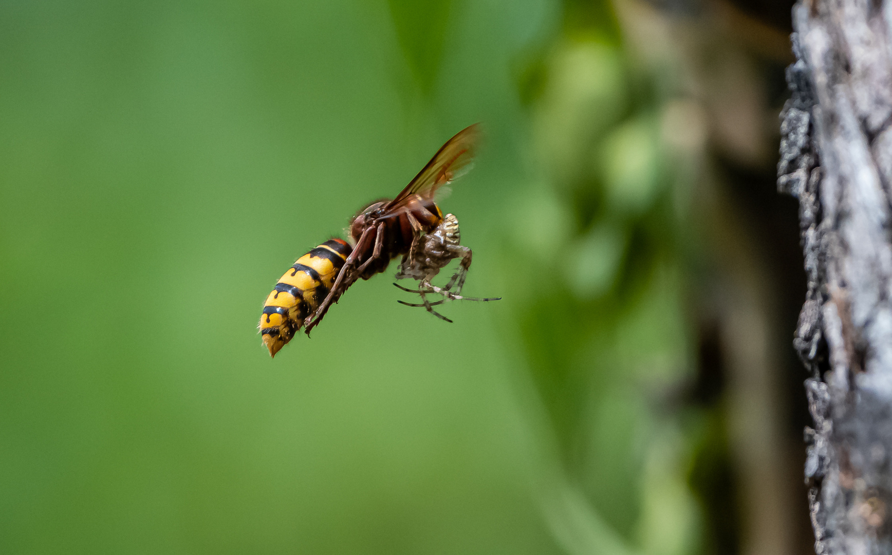 Hornisse im Flug mit Spinne ...