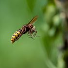 Hornisse im Flug mit Spinne ...