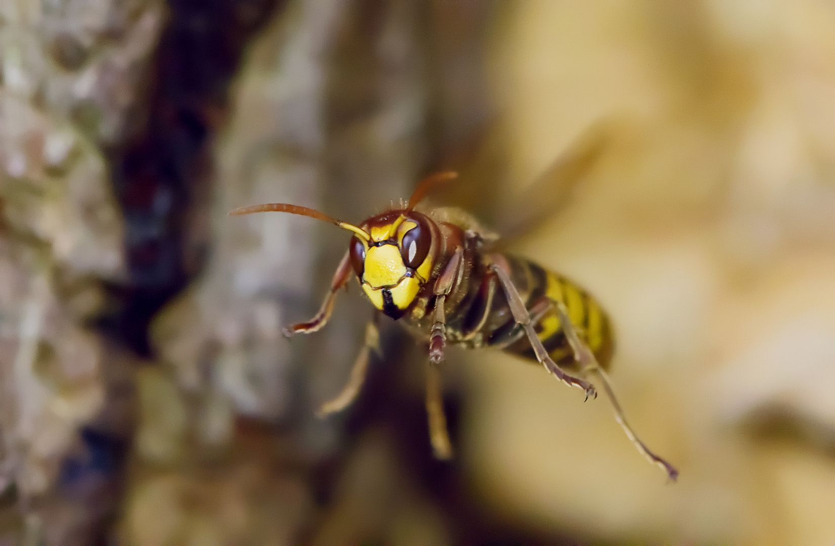  Hornisse im Flug von vorn