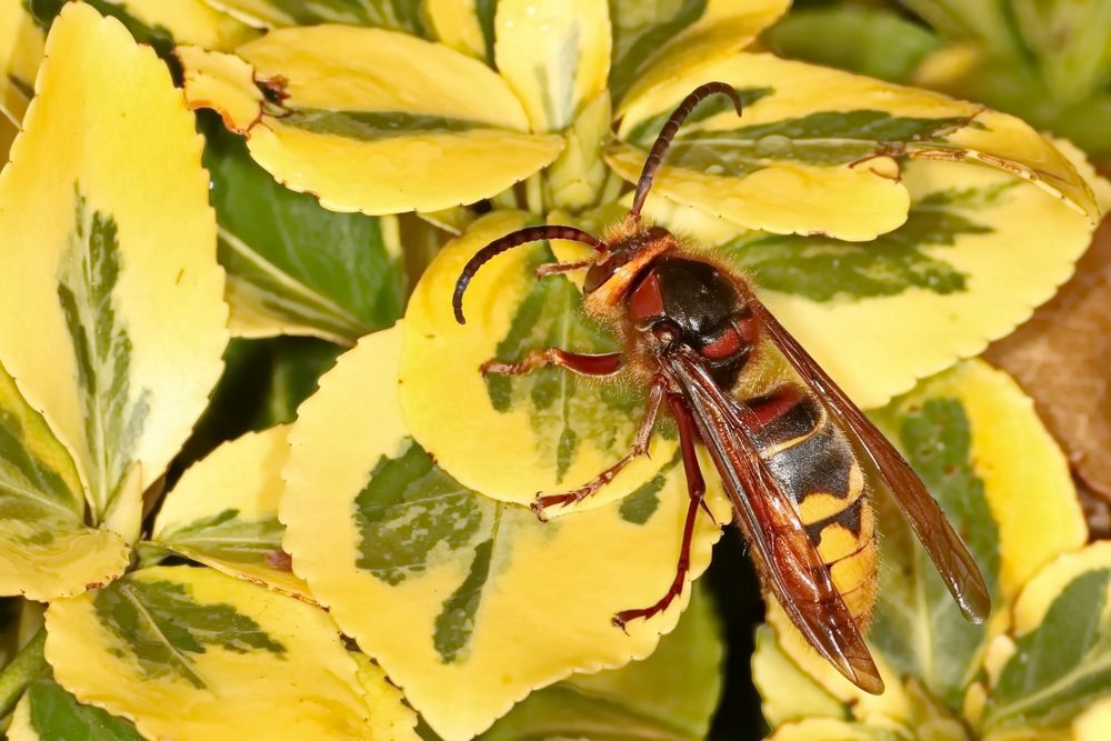 Hornisse im Garten Foto & Bild andere insekten, fotos, makro Bilder