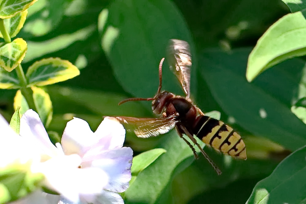 Hornisse im Garten