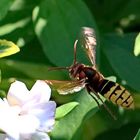 Hornisse im Garten