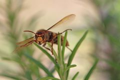 Hornisse im Jagdflug