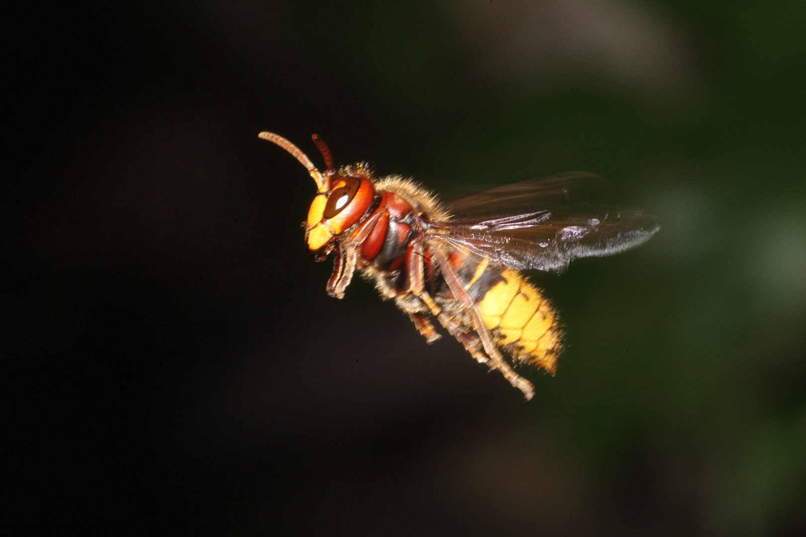 Hornisse im Landeanflug 2