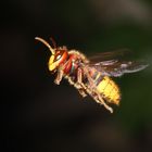 Hornisse im Landeanflug 2