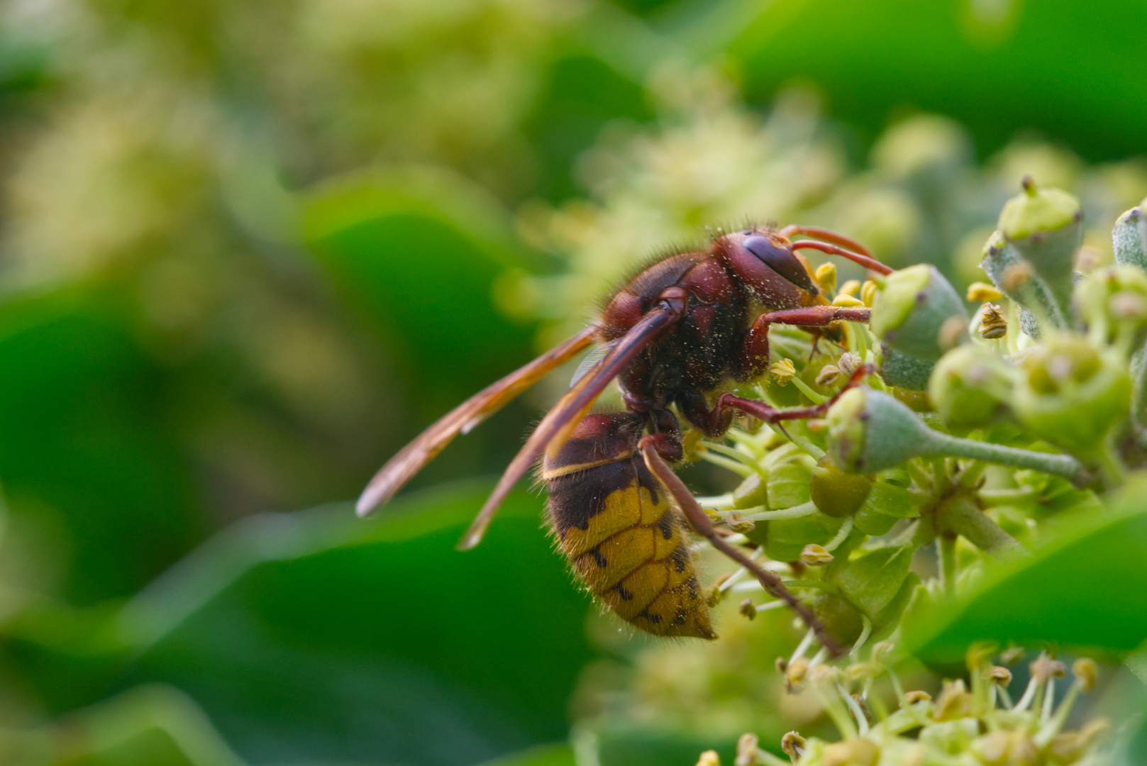 Hornisse in der Hecke