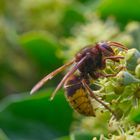 Hornisse in der Hecke