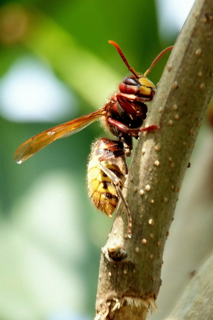 Hornisse knabbert am Fliederstrauch