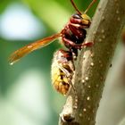 Hornisse knabbert am Fliederstrauch