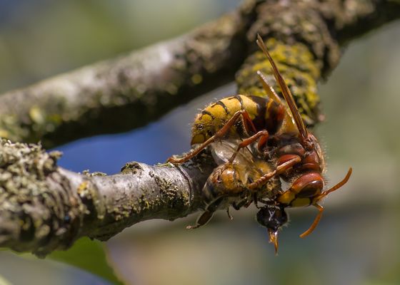 Hornisse mit Beute.