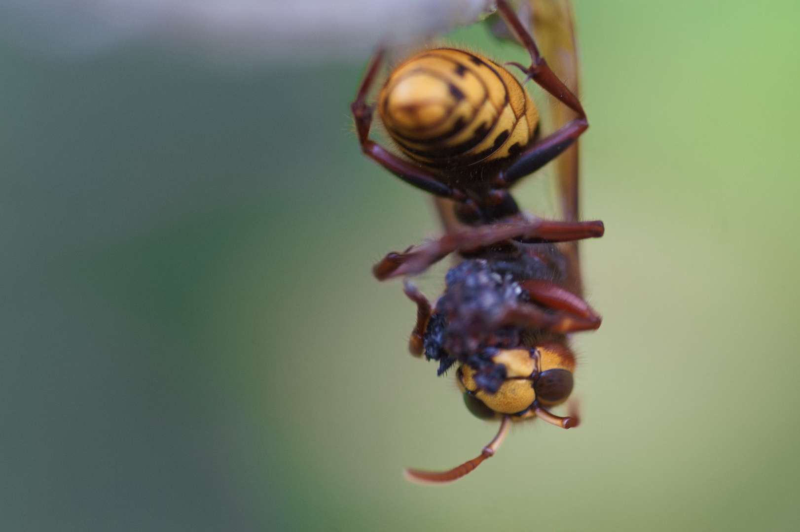 Hornisse mit Beute (Fliege)