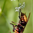 Hornisse mit Beute in typischer Fressstellung