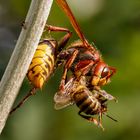 Hornisse mit Beute (Vespa crabo)