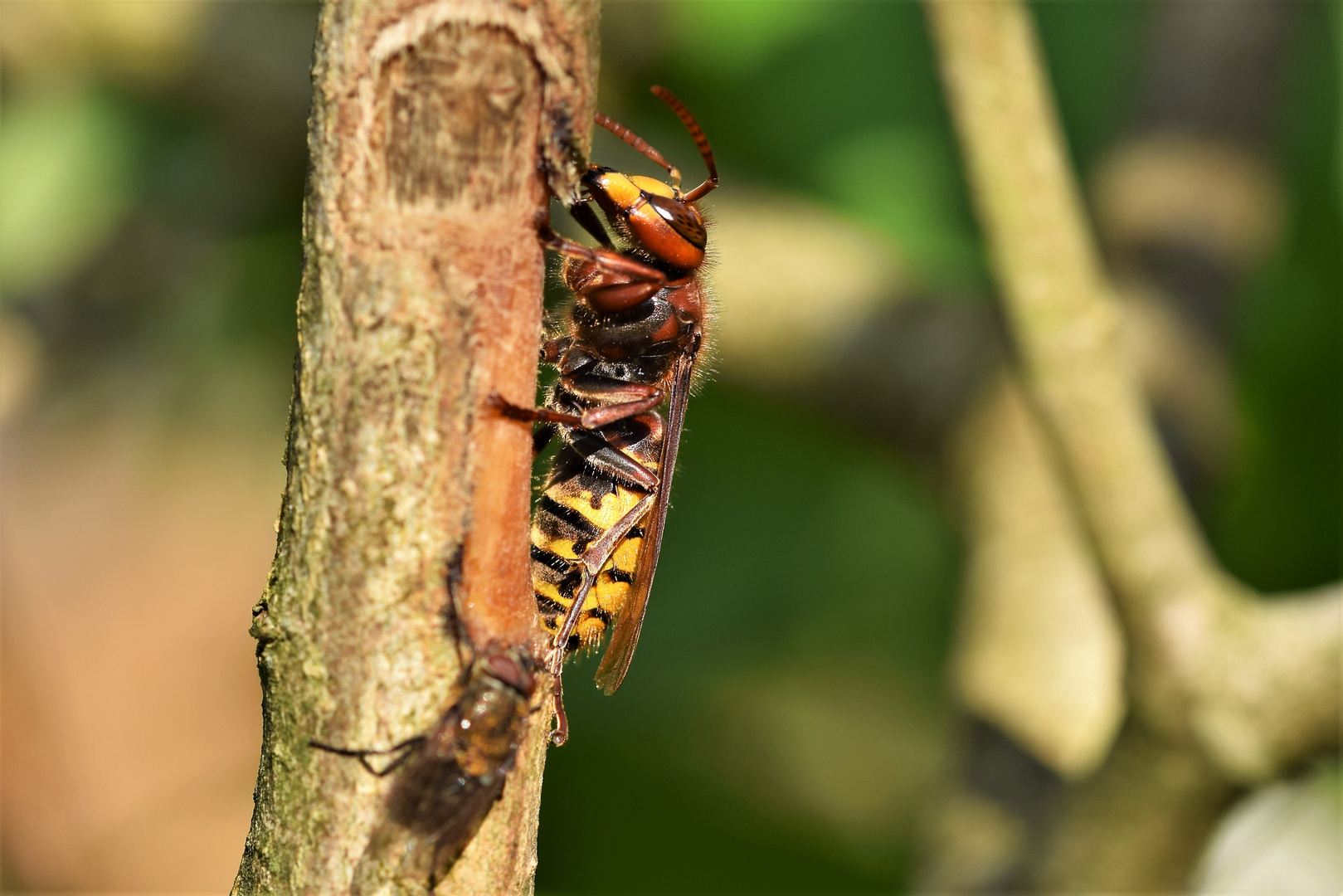 Hornisse mit Fliege