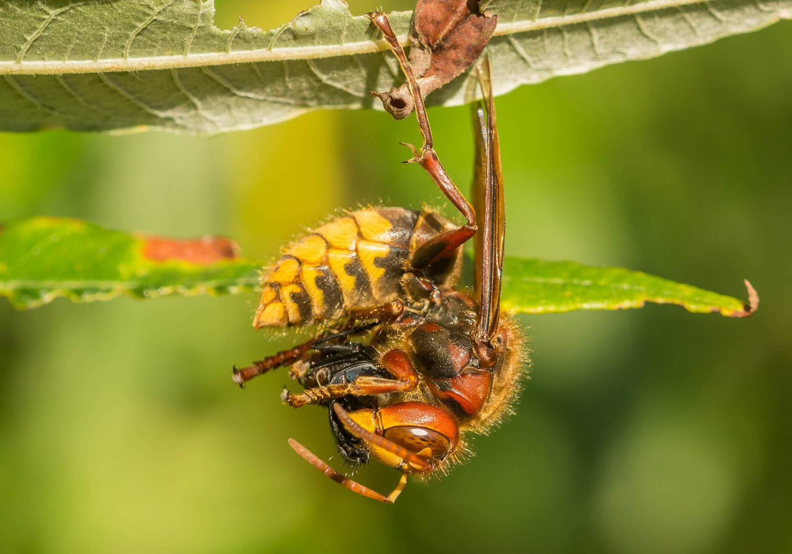 Hornisse mit Fliege als Beute