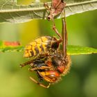 Hornisse mit Fliege als Beute