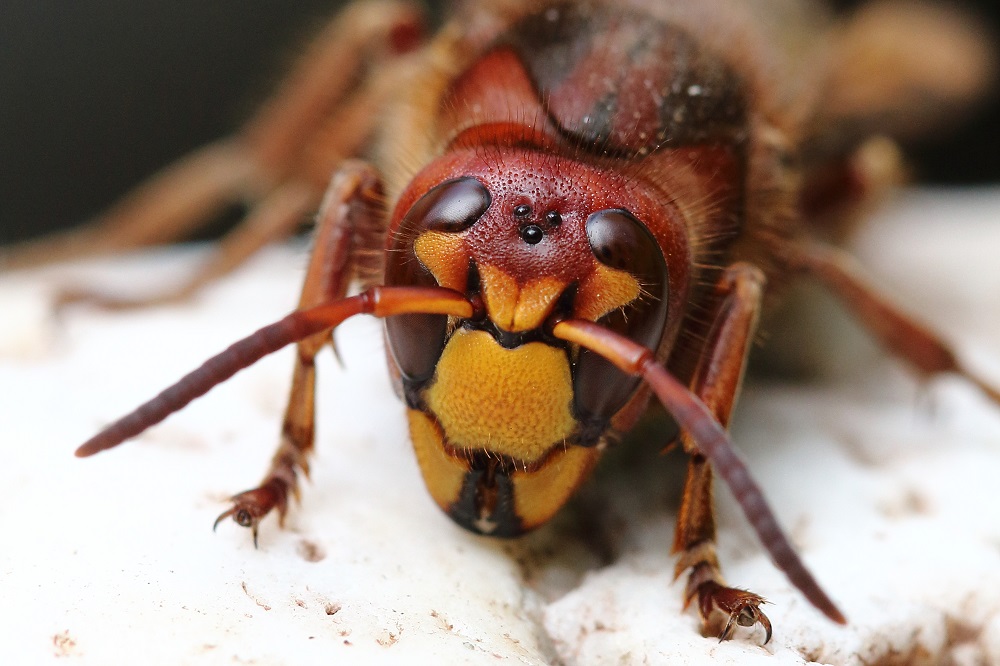 Hornisse mit Hasengesicht zur Tarnung 2