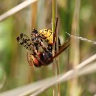 Hornisse mit Skorpionsfliege