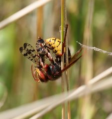 Hornisse mit Skorpionsfliege