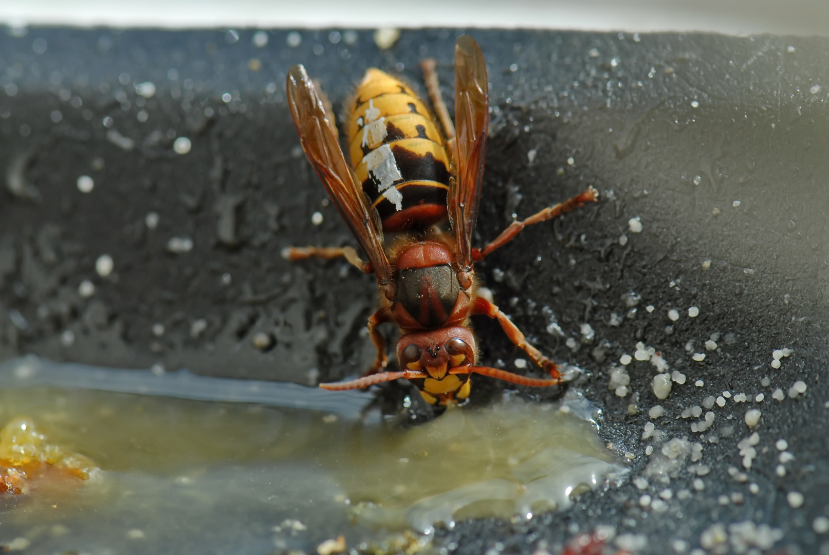 Hornisse (mit weißer Wasserfarbe markiert)