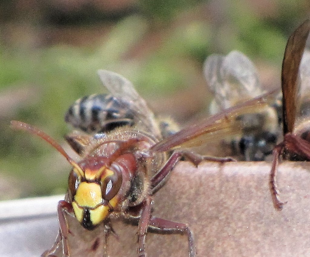 Hornisse "rote Augen Effekt" ?