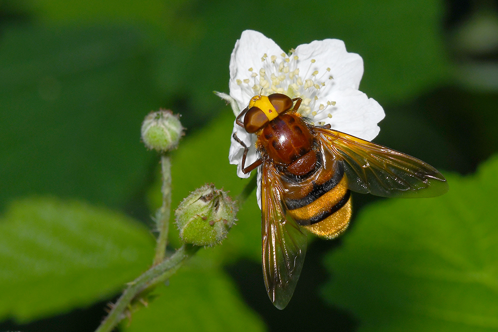 Hornisse Schwebfliege 