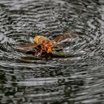 Hornisse schwimmt um ihr Leben ....